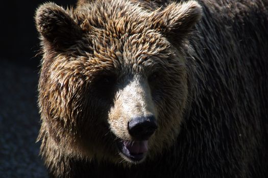 Bear