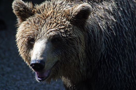 Bear