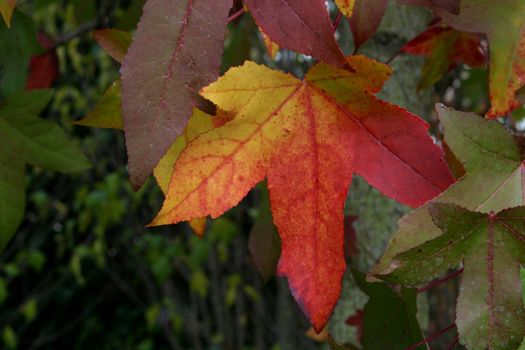 Autumn leaves