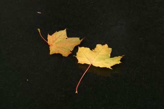 Autumn leaves