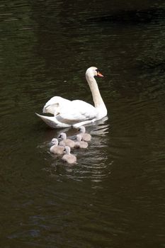 Mother swan with cygnets