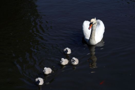 Mother swan with cygnets