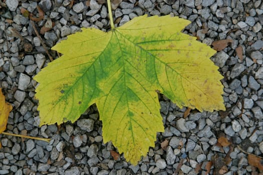 Autumn leaf