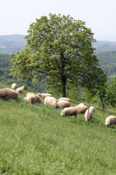 Sheep grazing in mountain