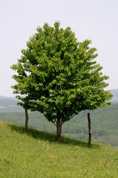 A small tree stand alone in a lush green field.
