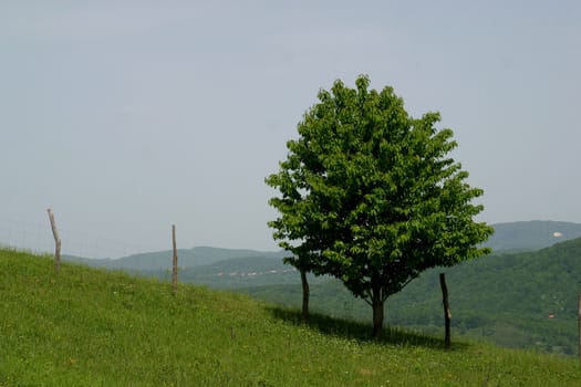 A small tree stand alone in a lush green field.