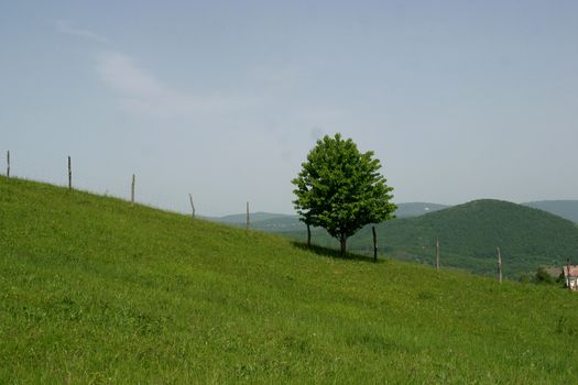 A small tree stand alone in a lush green field.