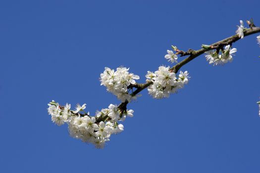 Close up of fruit flowers in the earliest springtime