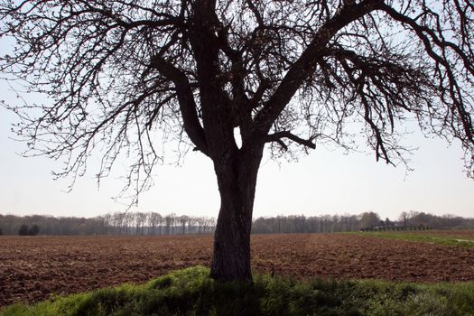 Tree in the field