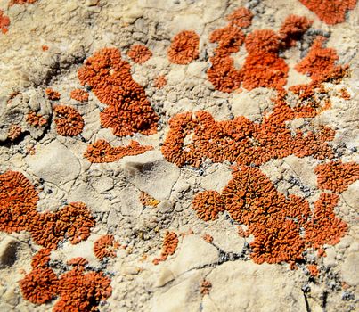 abstract background orange fungus on limestone rock