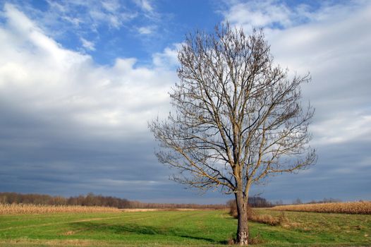 Tree in autumn