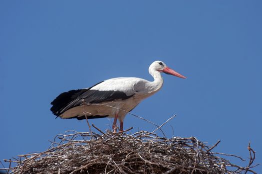 Stork in its nest over a clear blue backround