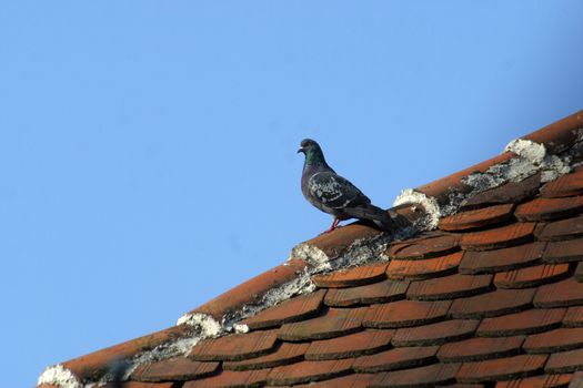 Dove
