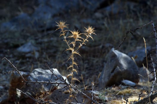 Thistle or bur