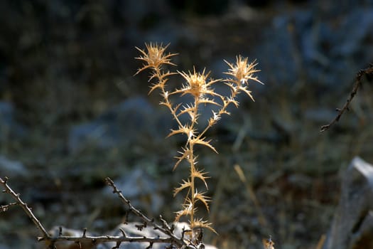 Thistle or bur