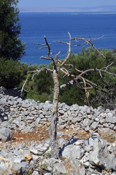 Dead tree