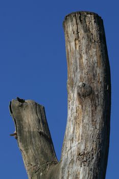 Dead tree