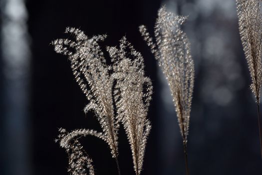Dry grass on a dark background