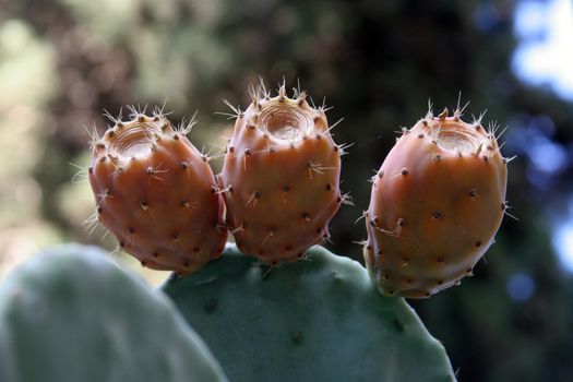 Opuntia with ripe fruits
