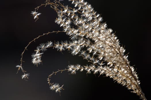 Dry grass on a dark background