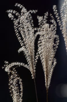 Dry grass on a dark background