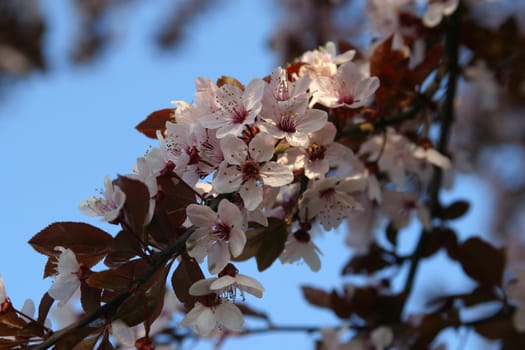 Close up of fruit flowers in the earliest springtime