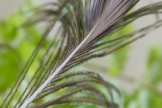 Green beautiful house plant leaves captured in macro.