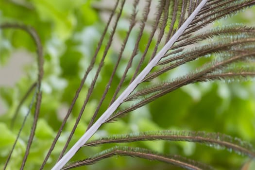 Green beautiful house plant leaves captured in macro.