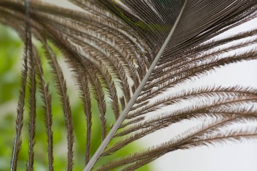 Green beautiful house plant leaves captured in macro.