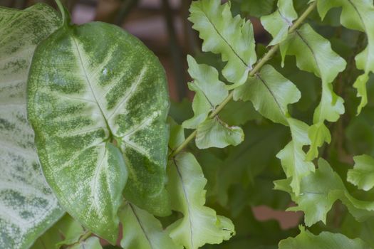 Green beautiful house plant leaves captured in macro.