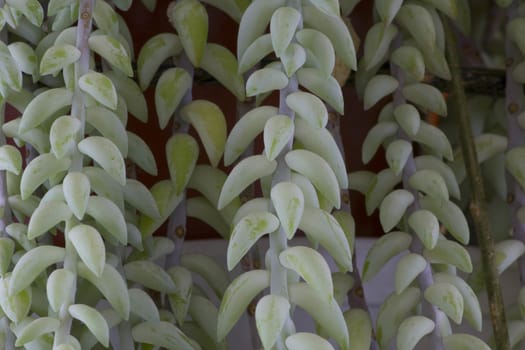 Green beautiful house plant leaves captured in macro.