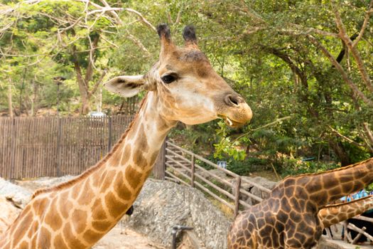 Giraffe eats some green leaves in zoo