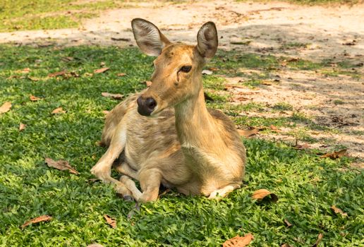 burmese brow-antlered deer, Eld 's deer, Thailand