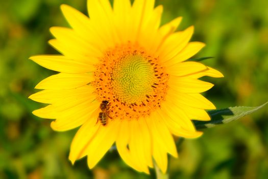 background picture of a sunflower field