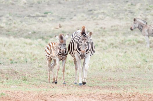 Pregnant Burchells zebra mare and her foal