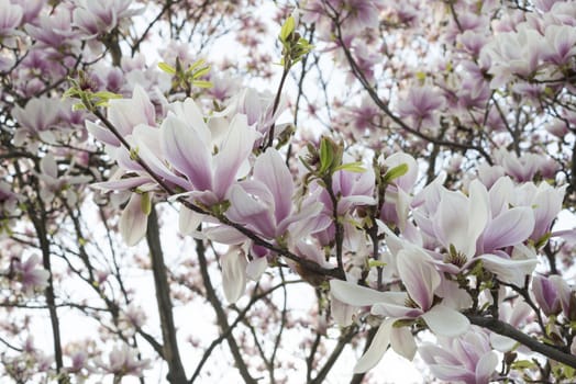 Blossom pink magnolia flowers