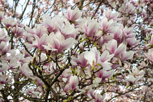 Blossom pink magnolia flowers