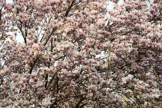 Magnolia blossom tree in spring