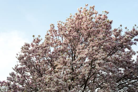 Magnolia blossom tree in spring