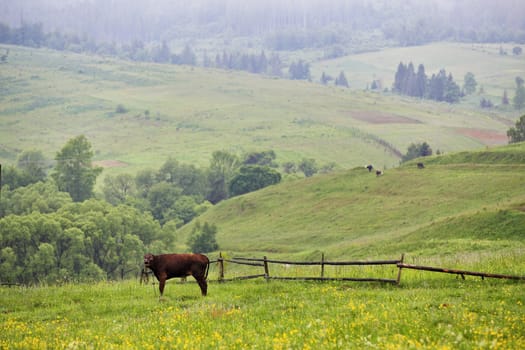 green meadows in a hills with a cow