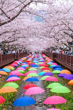 JINHAE,KOREA - APRIL 4 : Jinhae Gunhangje Festival is the largest cherry blossom festival in Korea.Tourists taking photos of the beautiful scenery around Jinhae,Korea on April 4,2015.