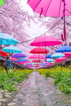 JINHAE,KOREA - APRIL 4 : Jinhae Gunhangje Festival is the largest cherry blossom festival in Korea.Tourists taking photos of the beautiful scenery around Jinhae,Korea on April 4,2015.