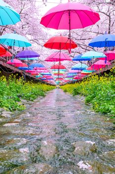 JINHAE,KOREA - APRIL 4 : Jinhae Gunhangje Festival is the largest cherry blossom festival in Korea.Tourists taking photos of the beautiful scenery around Jinhae,Korea on April 4,2015.