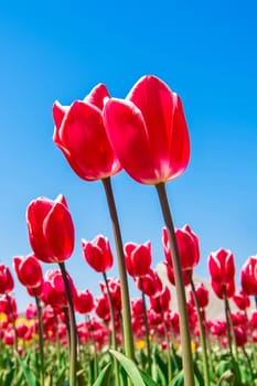 Colorful tulips, tulips in spring.