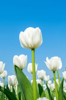 Colorful tulips, tulips in spring.