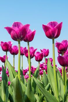 Colorful tulips, tulips in spring.