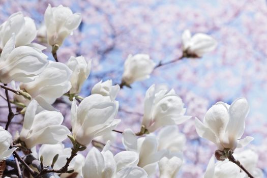 White magnolia flowers with selected focus over blooming cherry and blue sky