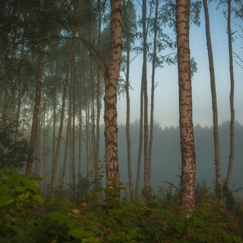 landscape of young grey forest with green trees, nature series