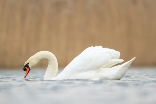 swan on blue lake in sunny day, swans on pond, nature series