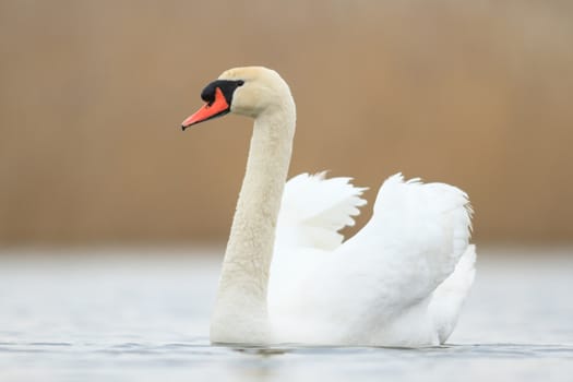 swan on blue lake in sunny day, swans on pond, nature series